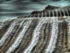USA-Washington State-Palouse region-Harvest cut lines in Field Art Print